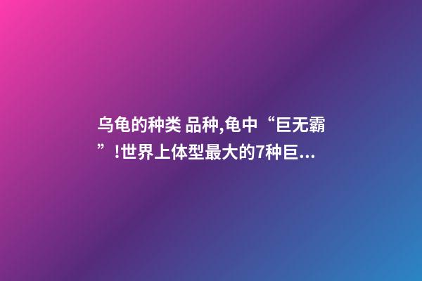 乌龟的种类 品种,龟中“巨无霸”!世界上体型最大的7种巨龟-第1张-观点-玄机派